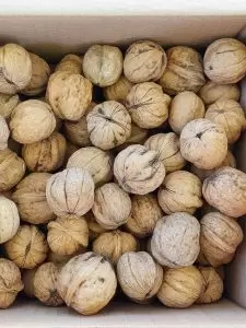 Yerli üretim yerli geleneksel köy cevizi yerli türler. Yayla ürünü. Sarıcaovadan ceviz