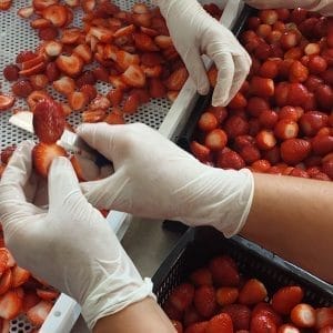 Yayla ürünü doğal çilek kurusu yayla ürünü yüksek aroma koruyucusuz katkısız ilave şeker içermez saricaova.org