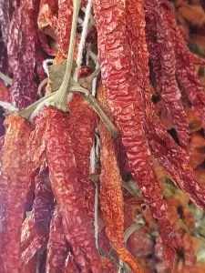 Güneş kurusu sivri biber çarliston dizi biber acı tatlı kuru biber