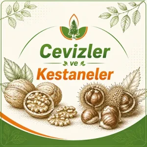 Cevizler ve Kestaneler